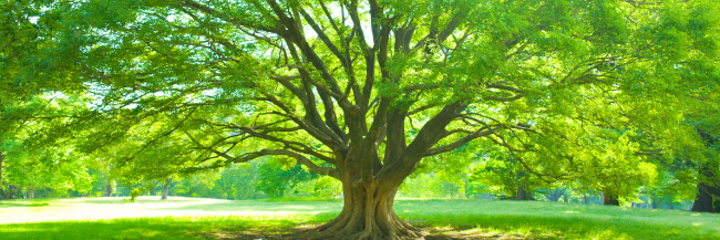AXREM Reaches 100 Members and Celebrates with Tree Planting Across NHS Estates